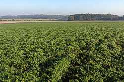 Crop field